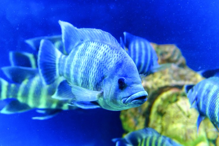 Brasil conquista novo mercado para exportação de peixes ornamentais