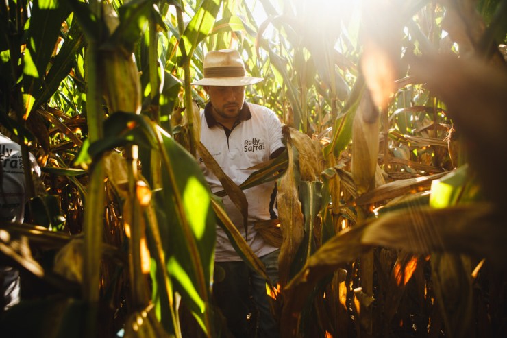 Brasil registra safra histórica de milho em meio a desafios