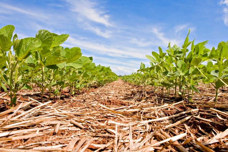CBSoja e Mercosoja 2025 celebram 100 anos da soja no Brasil e traçam os rumos da cultura para as próximas gerações