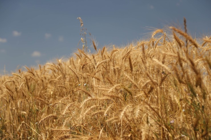 Chuva favorece trigo no Paraná, mas atrasa colheita de outras culturas