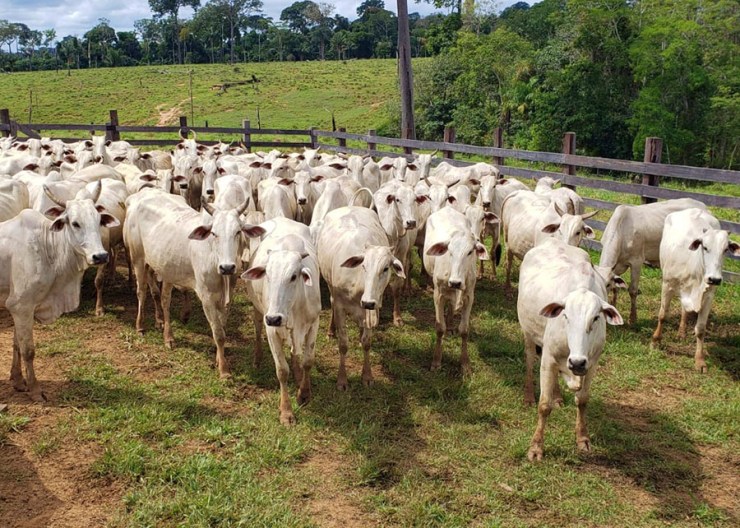 Criação de bezerros no Acre avança com pastagens de qualidade, mas esbarra na baixa adoção de tecnologias