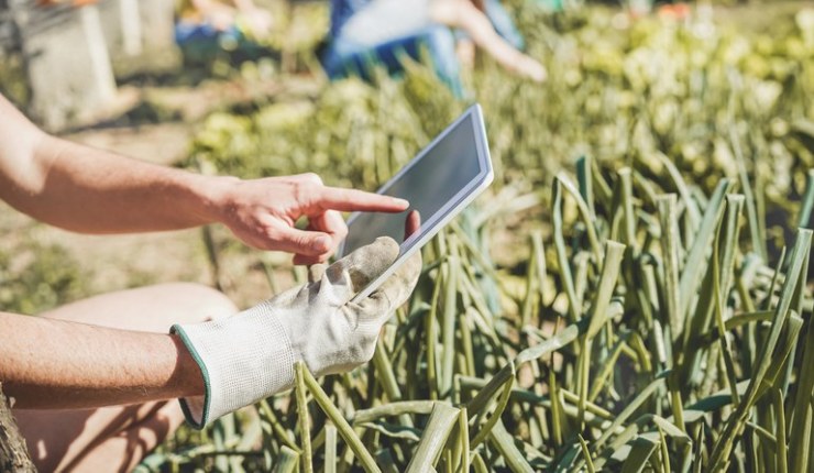 Cultivo de soja conta com apenas 33,1% de cobertura de internet no Brasil