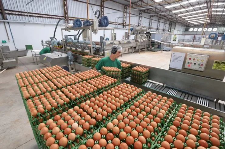 Exportações de ovos disparam e crescem quase 300%