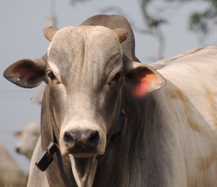 Exportações em alta sustentam mercado da carne, mas relação de troca piora para pecuarista