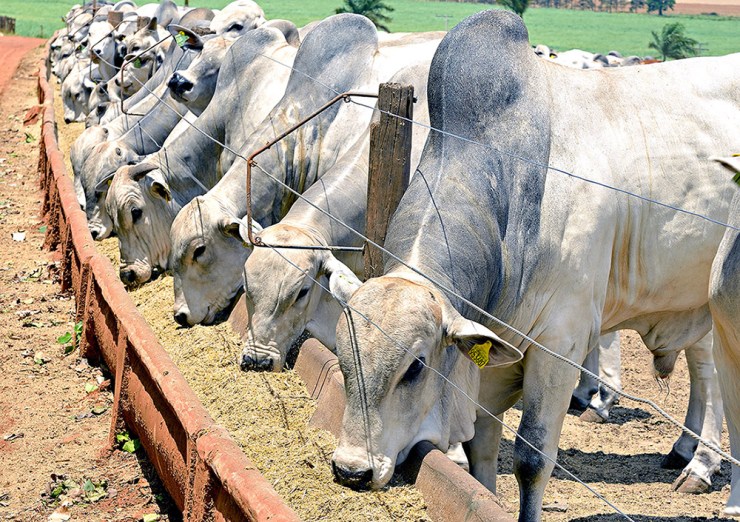Exportações firmes e carne valorizada impulsionam reação do boi gordo