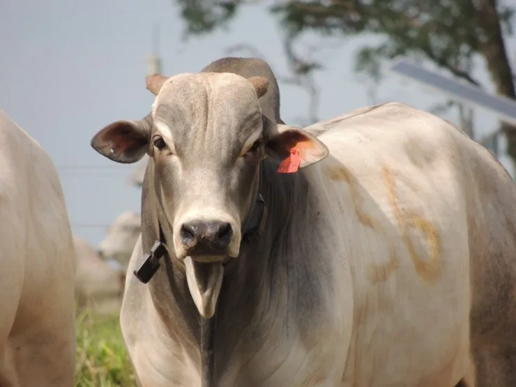 Exportações firmes e pasto prolongado sustentam preços do boi gordo no segundo semestre