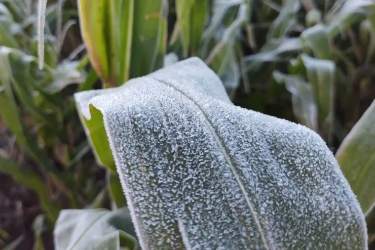 Geada acende alerta para perdas na safra de inverno
