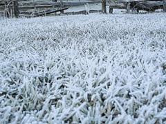 Geadas podem trazer problemas para milho do Paraná e Mato Grosso do Sul