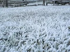 Geadas podem trazer problemas para milho do Paraná e Mato Grosso do Sul