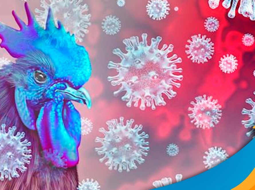 Goiás conclui ações emergenciais contra foco de gripe aviária