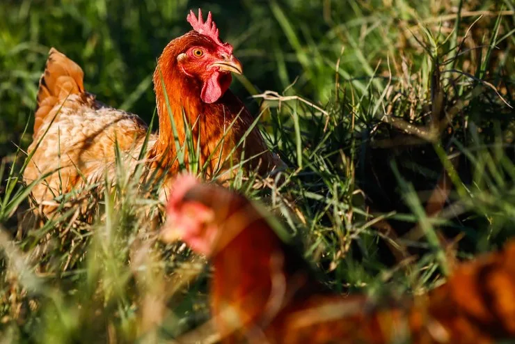 Goiás confirma primeiro caso de gripe aviária em aves de subsistência