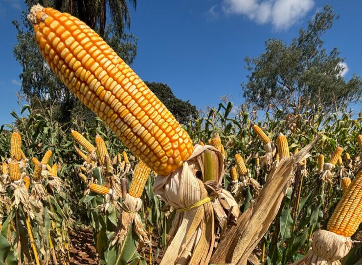 Governo de Santa Catarina lança Projeto Sementes de Milho 2025 com aumento de 27,5% no valor aplicado