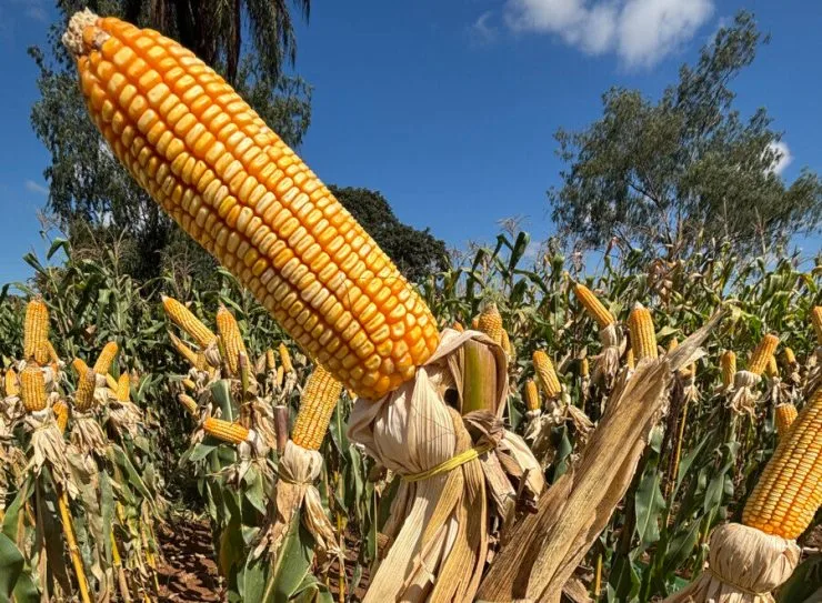 Governo de Santa Catarina lança Projeto Sementes de Milho 2025 com aumento de 27,5% no valor aplicado