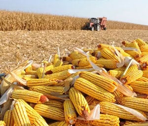 Imea eleva estimativa para oferta e demanda de milho no Mato Grosso