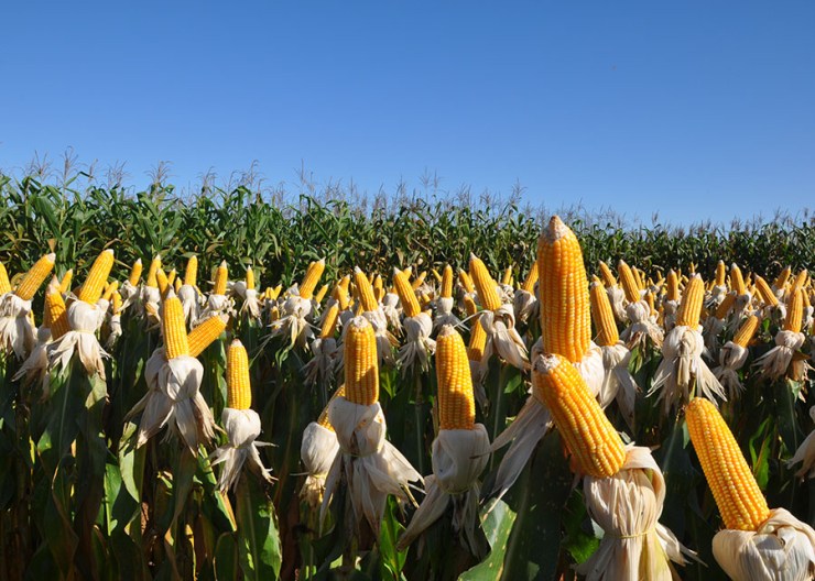 Maior oferta e a retração na demanda pressionam os preços do milho para baixo