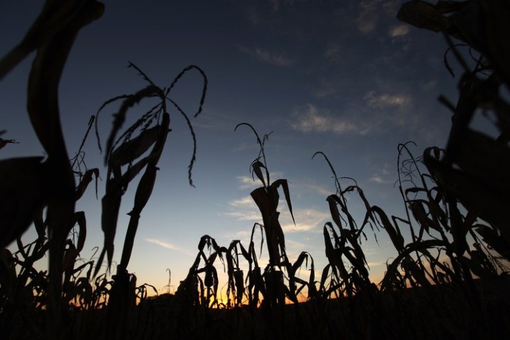 Milho recua diante de clima chuvoso e frio, mas safra 2024/25 segue promissora