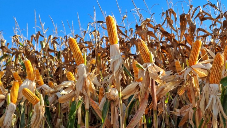 Milho segue em queda com projeções de oferta elevada