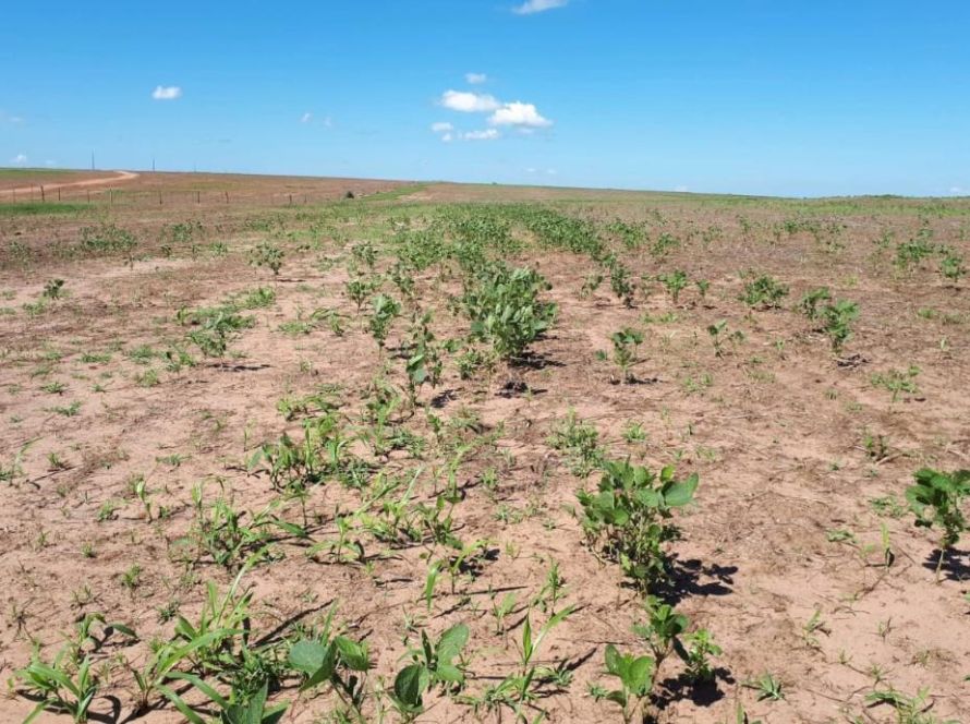Período de vazio sanitário da soja começa neste domingo (8) em Mato Grosso