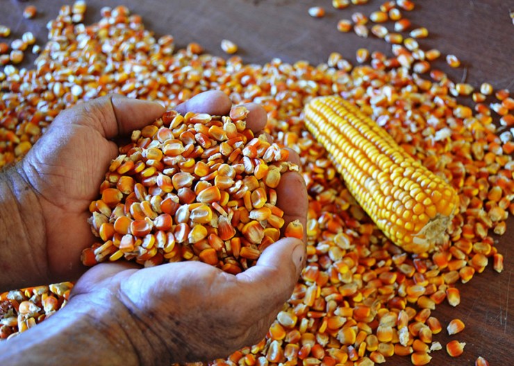 Preço do milho cai em diversas praças e Conab reforça abastecimento