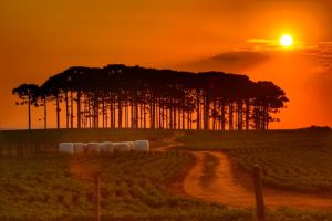 Tempo seco persiste na região central e favorece colheita da segunda safra