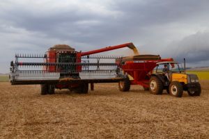 Vazio sanitário da soja inicia no Norte, Noroeste, Centro-Oeste e Oeste do Paraná