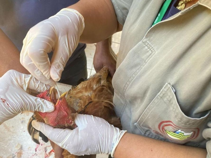 Agrodefesa conclui novo ciclo de vigilância contra a gripe aviária e a doença de Newcastle em Goiás