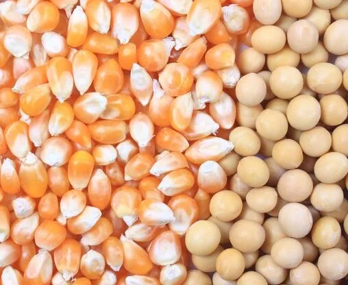 Com avanço sobre pastagens, soja e milho devem ter nova safra recorde em 2025/26