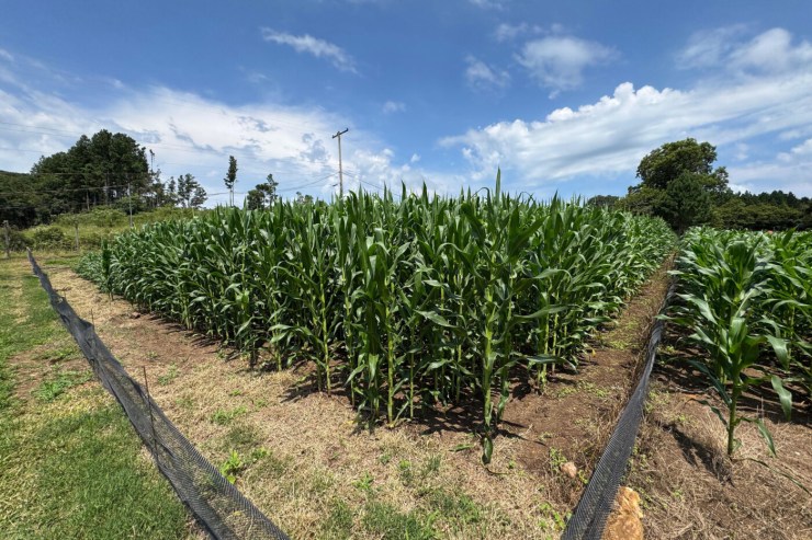 Consórcio de bactérias no cultivo do milho aumenta produtividade e reduz custo com fertilizantes nitrogenados