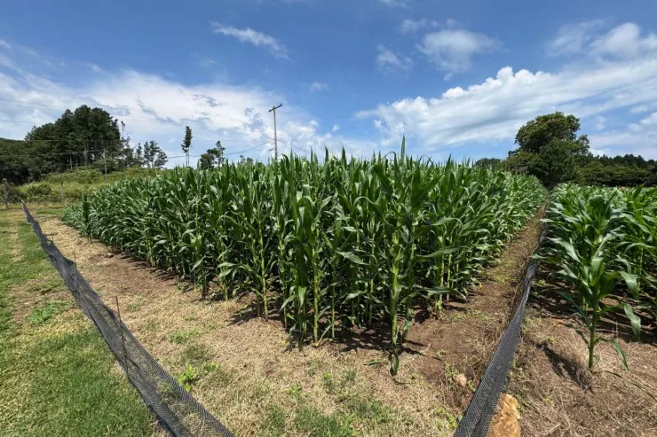 Consórcio de bactérias no cultivo do milho aumenta produtividade e reduz custo com fertilizantes nitrogenados