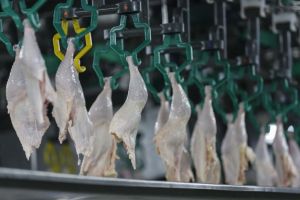 Exportação de carne de frango para países árabes mantém receita estável apesar de foco de gripe aviária