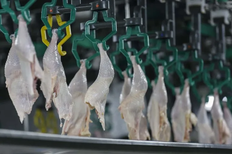 Exportação de carne de frango para países árabes mantém receita estável apesar de foco de gripe aviária