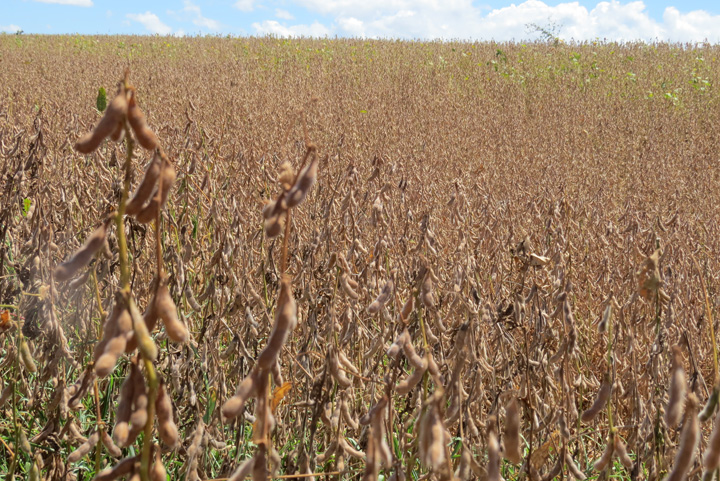 Goiás cria linha de crédito para proteger empregos e exportações de tarifas dos EUA
