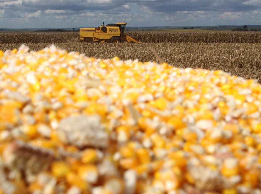 Imea eleva estimativa de produção do milho e aponta safra recorde no Mato Grosso