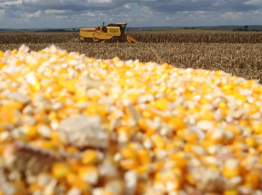 Imea eleva estimativa de produção do milho e aponta safra recorde no Mato Grosso