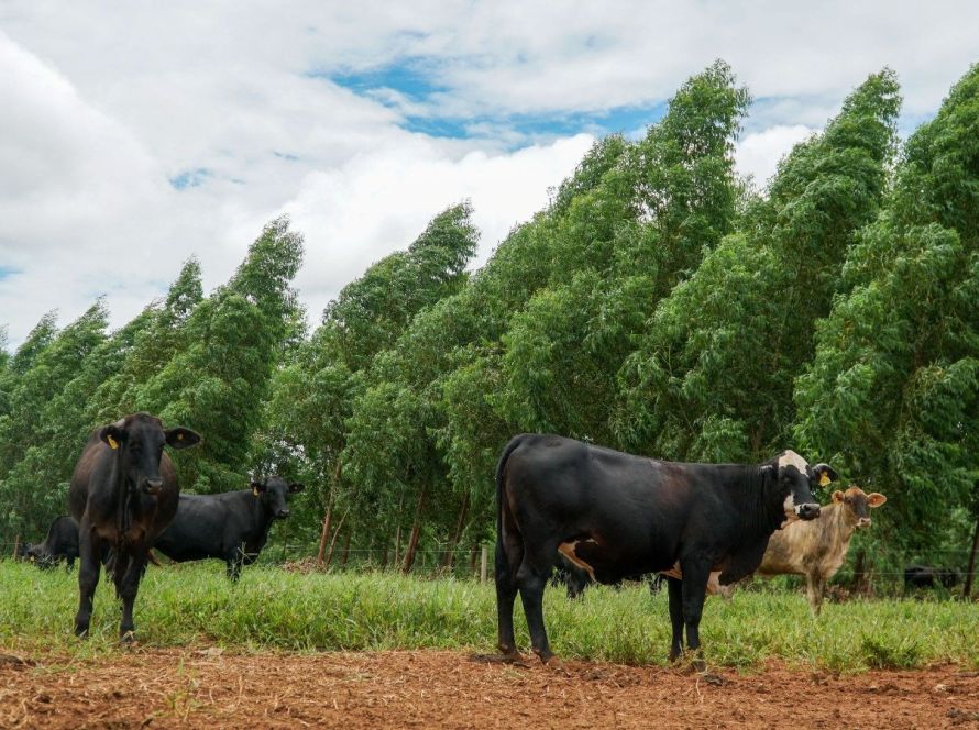 MT avança com programa inédito de sustentabilidade na produção de carne