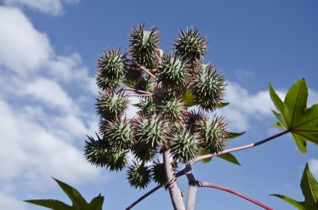 Mamona avança na regeneração do solo na BA e MT
