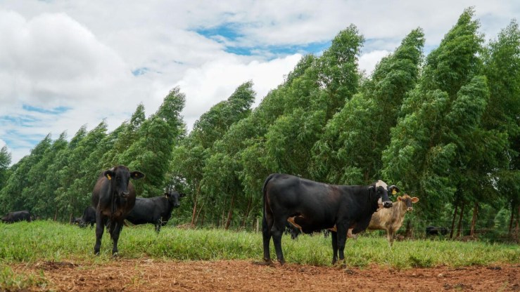 Mato Grosso propõe Passaporte Verde para rastrear e garantir sustentabilidade da carne bovina