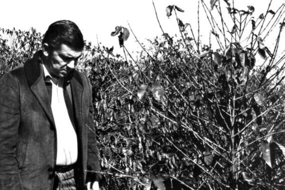 O frio que queimou o café e plantou a soja no Paraná