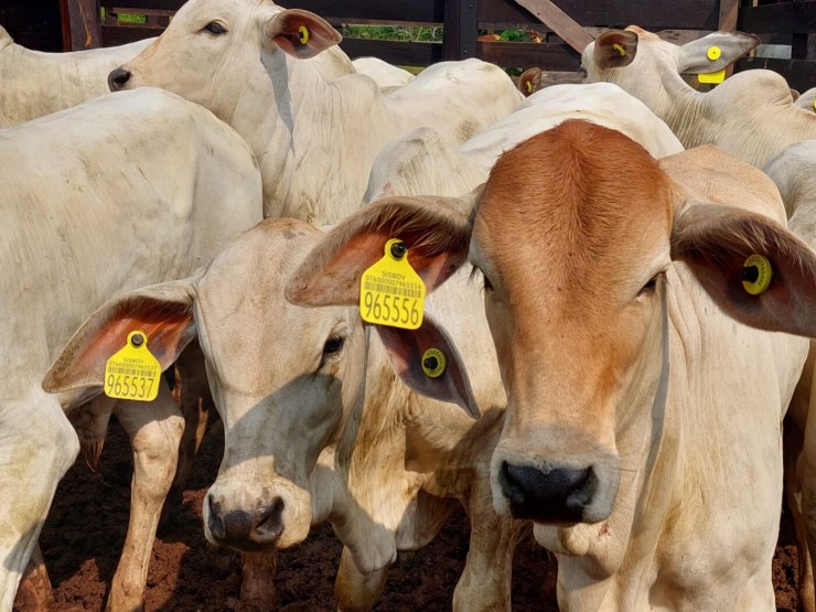 Parceria entre Marfrig e IDH, Programa de Produção Sustentável de Bezerros já conta com mais de 150 pecuaristas no Mato Grosso em seu primeiro ano