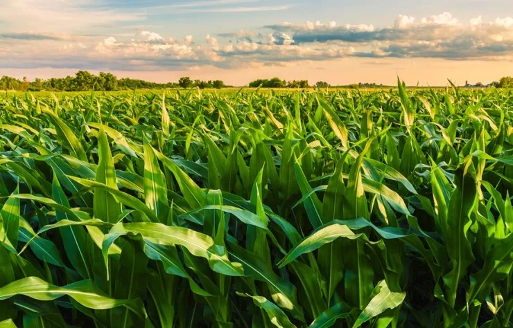 Reforma tributária no campo: ignorar agora pode custar a próxima colheita