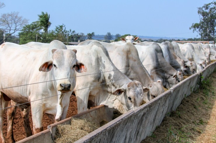 Rio Grande do Sul busca retomar exportações de aves e liderar rastreabilidade bovina