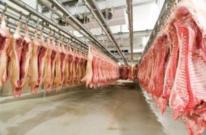Santa Catarina bate recordes históricos nas exportações de carne suína e avança em infraestrutura rural