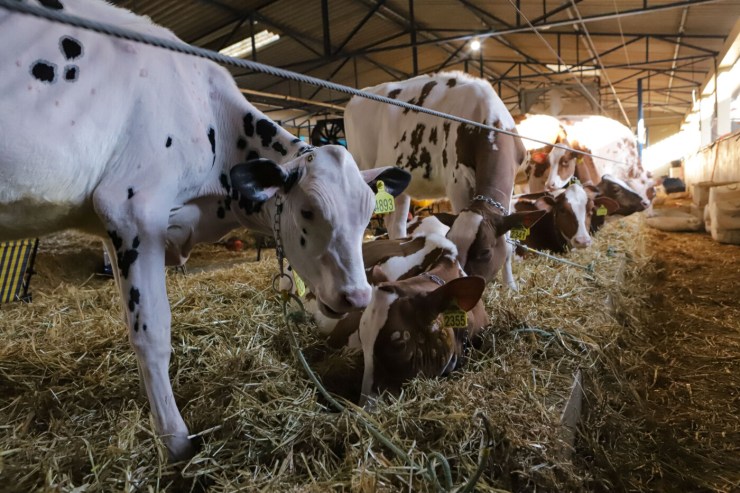 Selo Siapp transforma a realidade de pequenos produtores em Mato Grosso