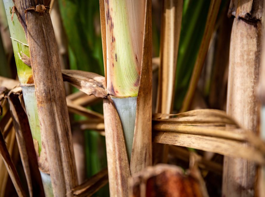 Sifaeg e Sifaçúcar terão reunião com o governador de Goiás