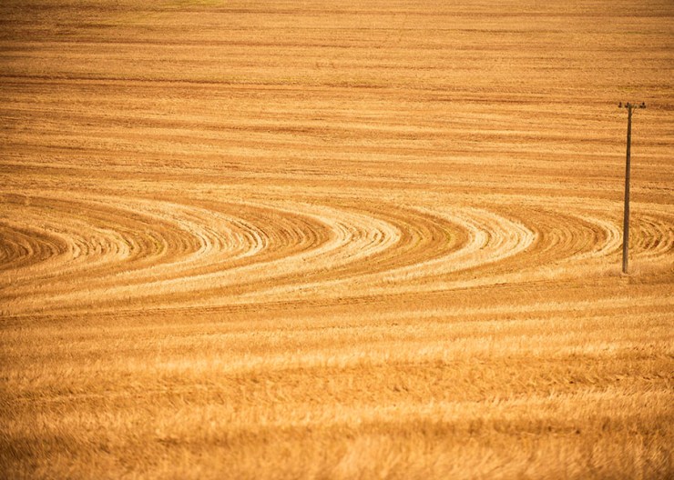 Soja no Paraná terá seguro rural com subvenção variável conforme manejo do solo