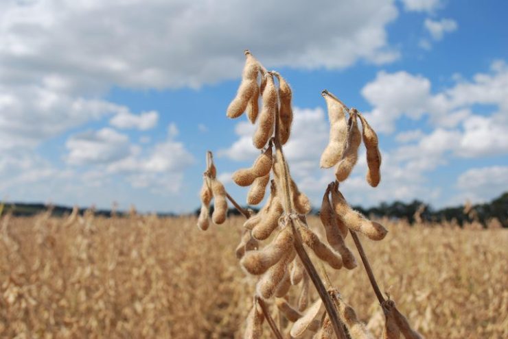 Soja sustentável ganha protagonismo nas discussões globais sobre clima
