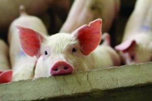 Acrismat celebra 33 anos com recorde histórico de exportações