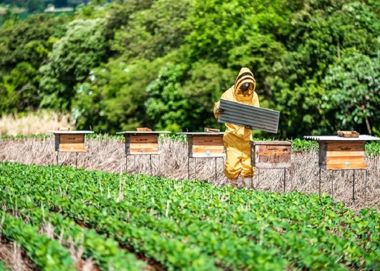 Cartilha que promove boas práticas para produção integrada de soja e mel é lançada