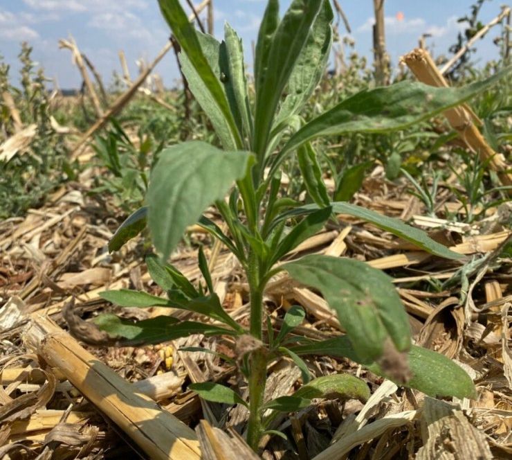 Chuvas fora de época favorecem ponte verde e acendem alerta para manejo pré-plantio