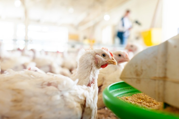 Custos de produção do frango recuam no Paraná com ração milho e farelo de soja mais baratos